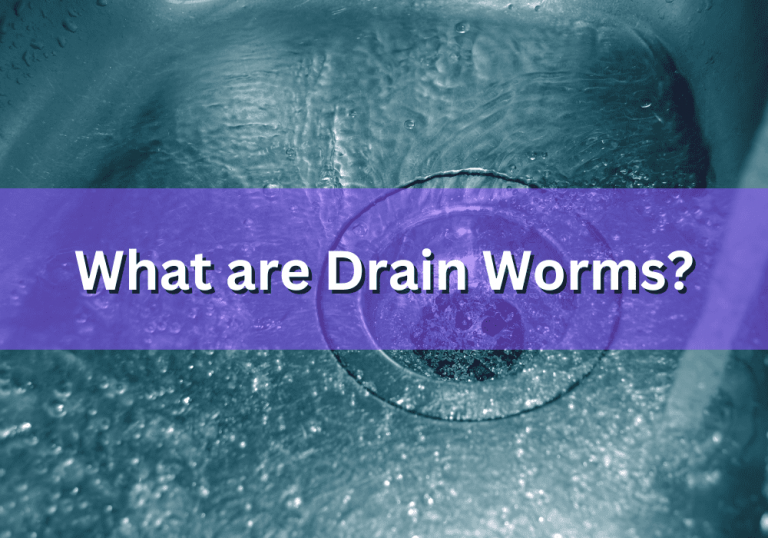 Why Drain Worms Exists in Your Bathroom and How to Get Rid of Them